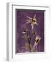 Purple Opus Columbine-Albert Koetsier-Framed Art Print