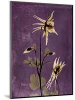 Purple Opus Columbine-Albert Koetsier-Mounted Art Print