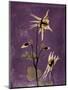 Purple Opus Columbine-Albert Koetsier-Mounted Art Print