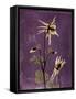 Purple Opus Columbine-Albert Koetsier-Framed Stretched Canvas