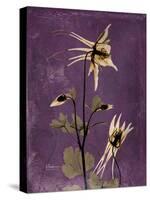 Purple Opus Columbine-Albert Koetsier-Stretched Canvas