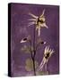 Purple Opus Columbine-Albert Koetsier-Stretched Canvas