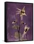 Purple Opus Columbine-Albert Koetsier-Framed Stretched Canvas