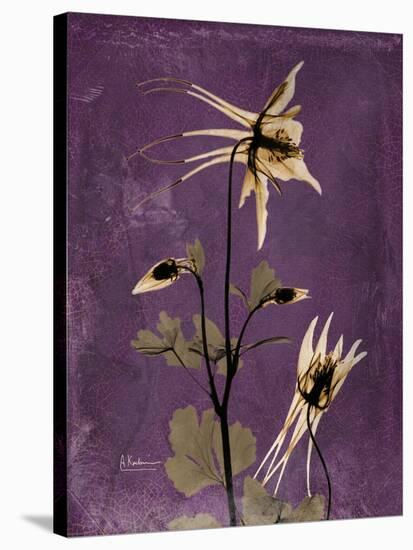 Purple Opus Columbine-Albert Koetsier-Stretched Canvas