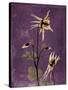 Purple Opus Columbine-Albert Koetsier-Stretched Canvas