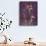 Purple Opus Columbine-Albert Koetsier-Framed Stretched Canvas displayed on a wall