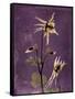 Purple Opus Columbine-Albert Koetsier-Framed Stretched Canvas