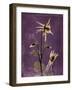 Purple Opus Columbine-Albert Koetsier-Framed Art Print