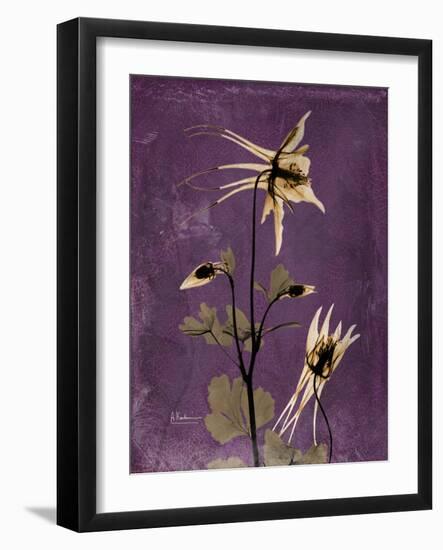 Purple Opus Columbine-Albert Koetsier-Framed Art Print