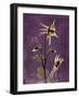 Purple Opus Columbine-Albert Koetsier-Framed Art Print