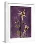 Purple Opus Columbine-Albert Koetsier-Framed Art Print