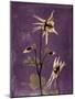 Purple Opus Columbine-Albert Koetsier-Mounted Art Print