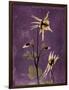 Purple Opus Columbine-Albert Koetsier-Framed Art Print