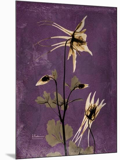 Purple Opus Columbine-Albert Koetsier-Mounted Art Print