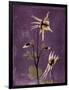 Purple Opus Columbine-Albert Koetsier-Framed Art Print