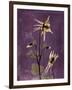 Purple Opus Columbine-Albert Koetsier-Framed Art Print