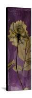 Purple Opus Rose-Albert Koetsier-Stretched Canvas