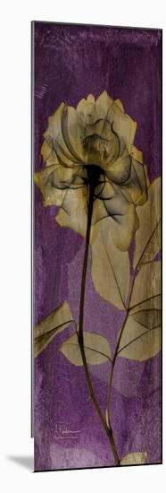Purple Opus Rose-Albert Koetsier-Mounted Art Print