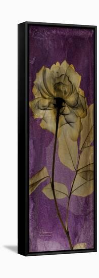 Purple Opus Rose-Albert Koetsier-Framed Stretched Canvas