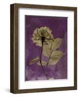 Purple Opus Rose-Albert Koetsier-Framed Art Print