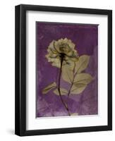 Purple Opus Rose-Albert Koetsier-Framed Art Print