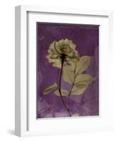 Purple Opus Rose-Albert Koetsier-Framed Art Print