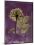 Purple Opus Rose-Albert Koetsier-Mounted Art Print