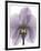 Purple Orchid A29-Albert Koetsier-Framed Art Print