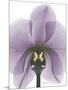 Purple Orchid A29-Albert Koetsier-Mounted Art Print