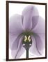 Purple Orchid A29-Albert Koetsier-Framed Art Print