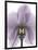 Purple Orchid A29-Albert Koetsier-Framed Art Print