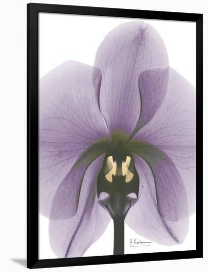 Purple Orchid A29-Albert Koetsier-Framed Art Print