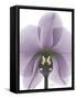 Purple Orchid A29-Albert Koetsier-Framed Stretched Canvas