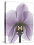 Purple Orchid A29-Albert Koetsier-Stretched Canvas