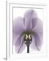 Purple Orchid A29-Albert Koetsier-Framed Art Print