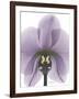 Purple Orchid A29-Albert Koetsier-Framed Art Print