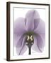 Purple Orchid A29-Albert Koetsier-Framed Art Print