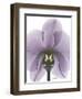 Purple Orchid A29-Albert Koetsier-Framed Art Print