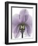 Purple Orchid A29-Albert Koetsier-Framed Art Print