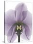 Purple Orchid A29-Albert Koetsier-Stretched Canvas