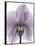 Purple Orchid A29-Albert Koetsier-Framed Stretched Canvas