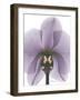 Purple Orchid A29-Albert Koetsier-Framed Art Print