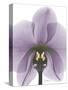 Purple Orchid A29-Albert Koetsier-Stretched Canvas