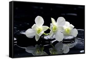 Purple Orchid and Black Stones with Reflection-crystalfoto-Framed Stretched Canvas