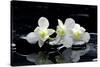 Purple Orchid and Black Stones with Reflection-crystalfoto-Stretched Canvas