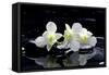 Purple Orchid and Black Stones with Reflection-crystalfoto-Framed Stretched Canvas