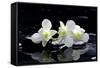 Purple Orchid and Black Stones with Reflection-crystalfoto-Framed Stretched Canvas