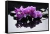 Purple Orchid and Black Stones with Reflection-crystalfoto-Framed Stretched Canvas