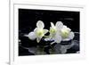 Purple Orchid and Black Stones with Reflection-crystalfoto-Framed Photographic Print