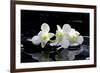 Purple Orchid and Black Stones with Reflection-crystalfoto-Framed Photographic Print